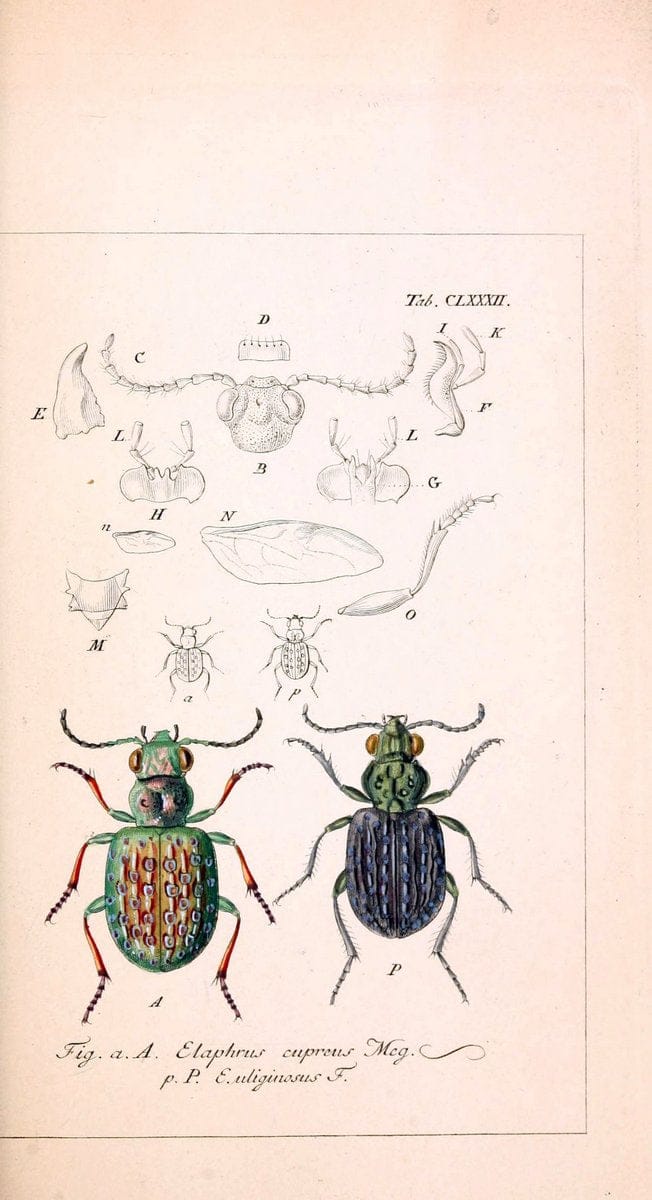 Deutschlands InsectenNÃ¼rnberg :Gedruckt auf Kosten des Verfassers,1805-1857. | Beetles Germany "Pictorial works"  | Vintage Print Reproduction 469077