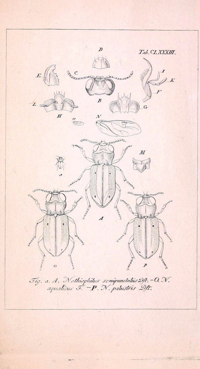 Deutschlands InsectenNÃ¼rnberg :Gedruckt auf Kosten des Verfassers,1805-1857. | Beetles Germany "Pictorial works"  | Vintage Print Reproduction 469078