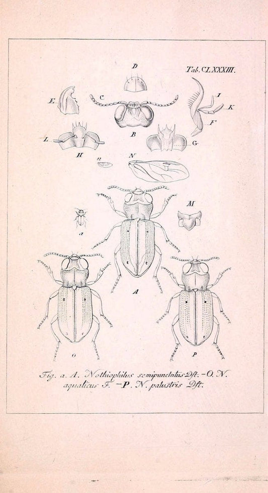 Deutschlands InsectenNÃ¼rnberg :Gedruckt auf Kosten des Verfassers,1805-1857. | Beetles Germany "Pictorial works"  | Vintage Print Reproduction 469078