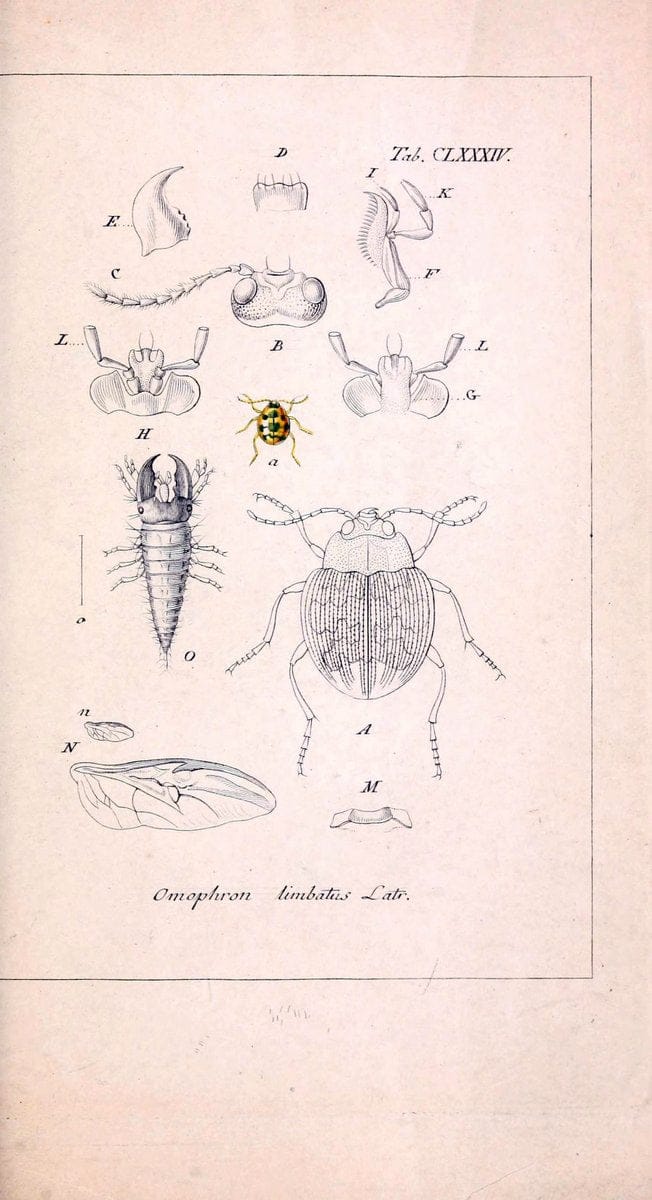 Deutschlands InsectenNÃ¼rnberg :Gedruckt auf Kosten des Verfassers,1805-1857. | Beetles Germany "Pictorial works"  | Vintage Print Reproduction 469079