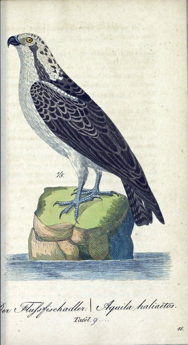 Deutschlands VoÌˆgel in Abbildungen nach der Natur mit Beschreibungen /.NuÃŒË†rnberg :in de | Birds Germany "Pictorial works"  | Vintage Print Reproduction 469080