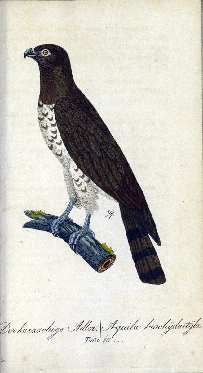 Deutschlands VoÌˆgel in Abbildungen nach der Natur mit Beschreibungen /.NuÃŒË†rnberg :in de | Birds Germany "Pictorial works"  | Vintage Print Reproduction 469081