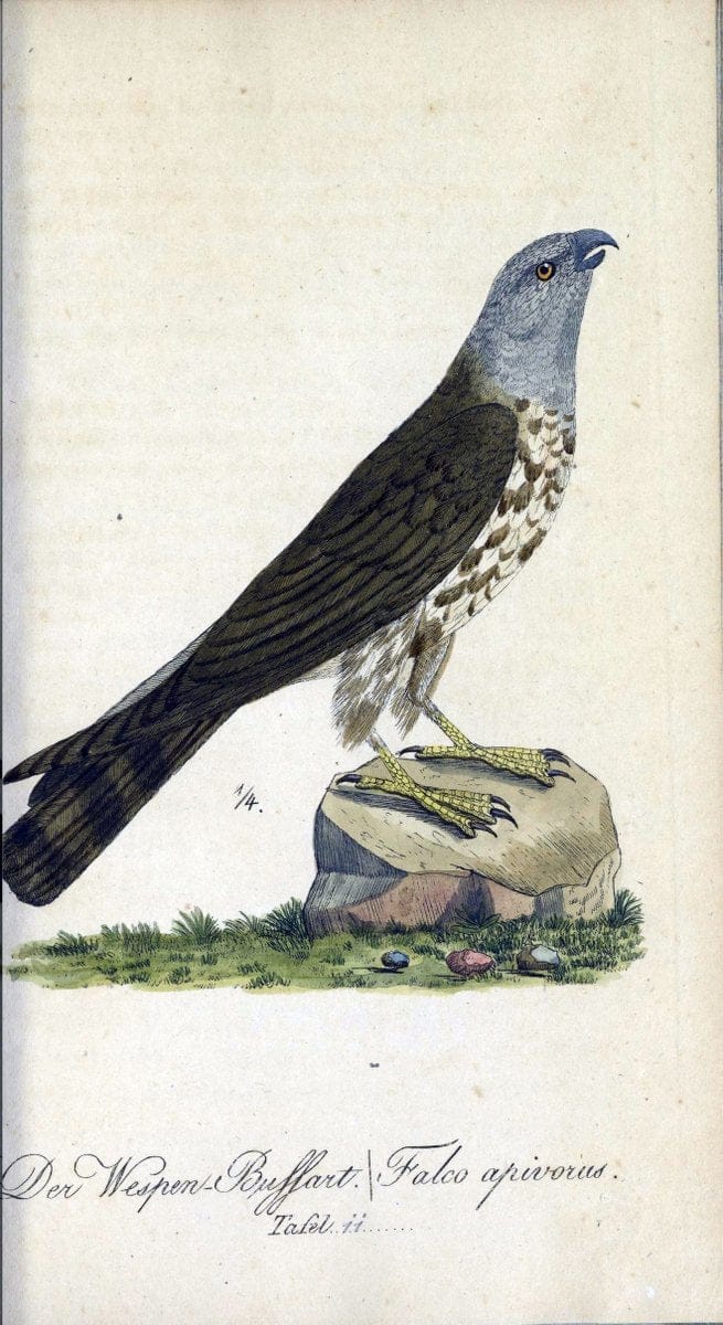 Deutschlands VoÌˆgel in Abbildungen nach der Natur mit Beschreibungen /.NuÃŒË†rnberg :in de | Birds Germany "Pictorial works"  | Vintage Print Reproduction 469082