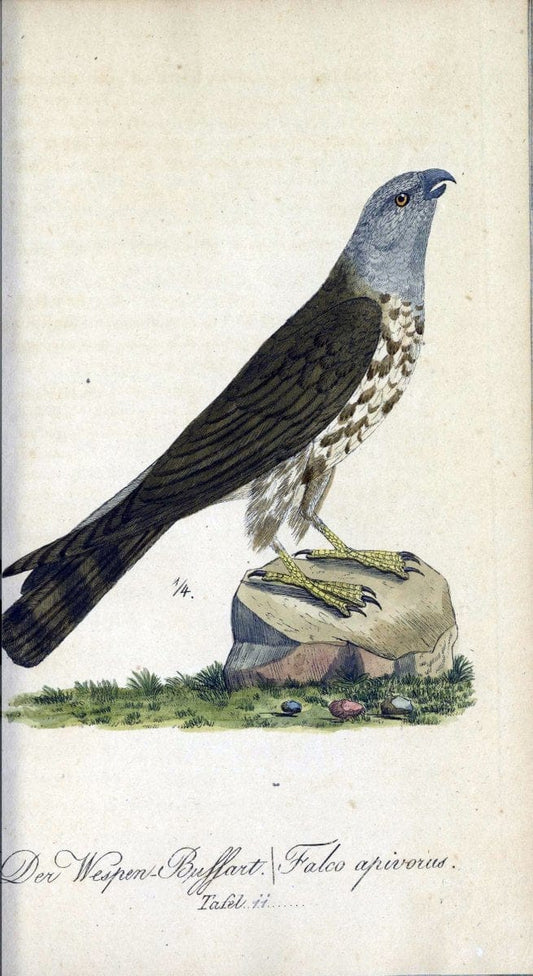 Deutschlands VoÌˆgel in Abbildungen nach der Natur mit Beschreibungen /.NuÃŒË†rnberg :in de | Birds Germany "Pictorial works"  | Vintage Print Reproduction 469082