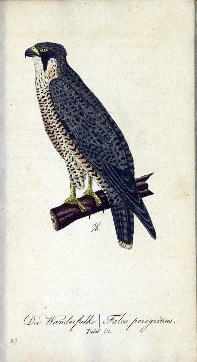 Deutschlands VoÌˆgel in Abbildungen nach der Natur mit Beschreibungen /.NuÃŒË†rnberg :in de | Birds Germany "Pictorial works"  | Vintage Print Reproduction 469083