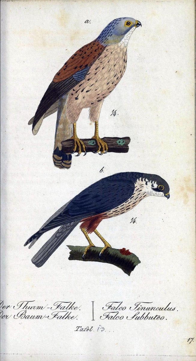 Deutschlands VoÌˆgel in Abbildungen nach der Natur mit Beschreibungen /.NuÃŒË†rnberg :in de | Birds Germany "Pictorial works"  | Vintage Print Reproduction 469084