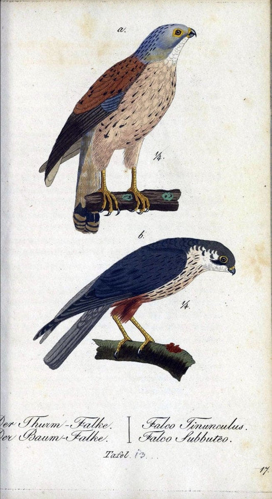 Deutschlands VoÌˆgel in Abbildungen nach der Natur mit Beschreibungen /.NuÃŒË†rnberg :in de | Birds Germany "Pictorial works"  | Vintage Print Reproduction 469084
