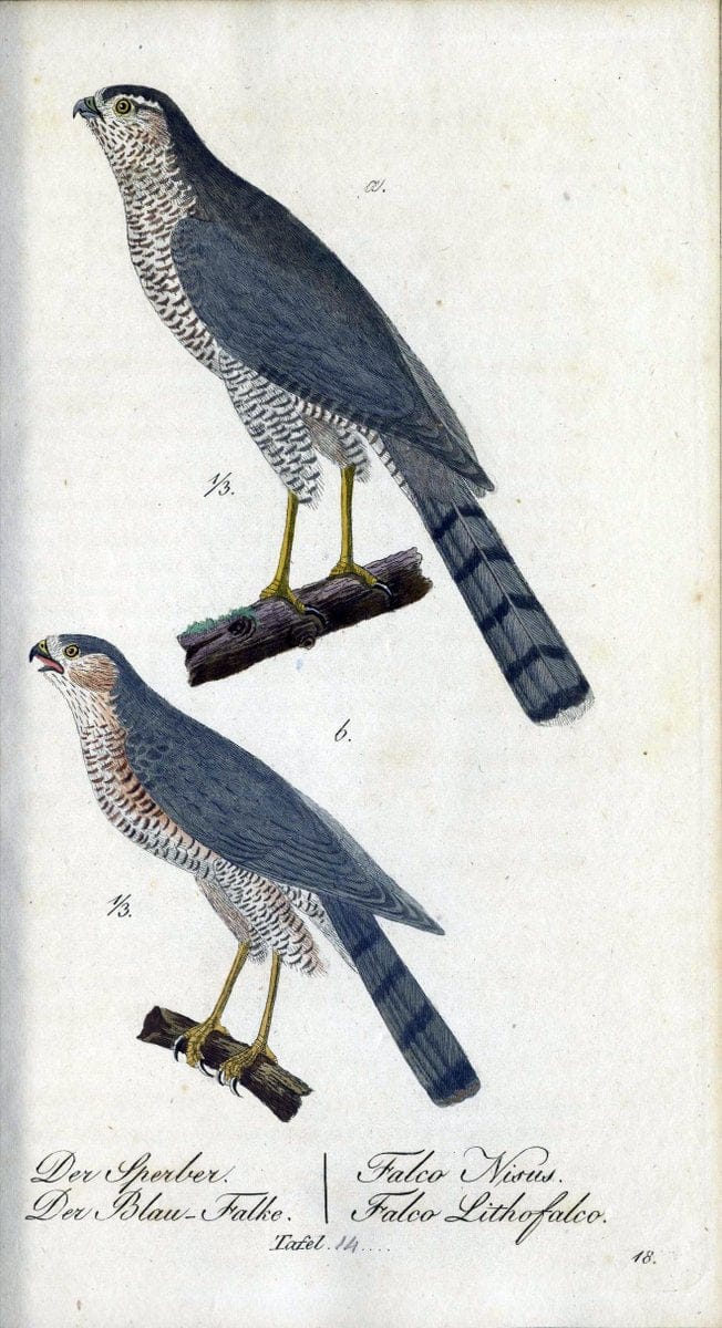 Deutschlands VoÌˆgel in Abbildungen nach der Natur mit Beschreibungen /.NuÃŒË†rnberg :in de | Birds Germany "Pictorial works"  | Vintage Print Reproduction 469085