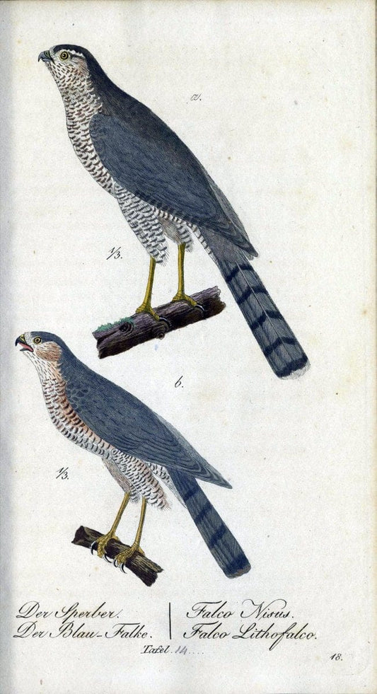 Deutschlands VoÌˆgel in Abbildungen nach der Natur mit Beschreibungen /.NuÃŒË†rnberg :in de | Birds Germany "Pictorial works"  | Vintage Print Reproduction 469085