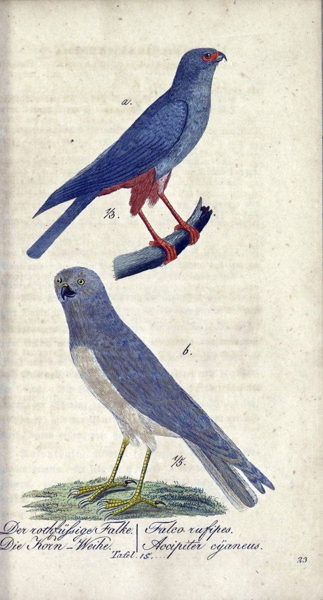 Deutschlands VoÌˆgel in Abbildungen nach der Natur mit Beschreibungen /.NuÃŒË†rnberg :in de | Birds Germany "Pictorial works"  | Vintage Print Reproduction 469086