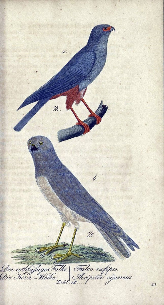 Deutschlands VoÌˆgel in Abbildungen nach der Natur mit Beschreibungen /.NuÃŒË†rnberg :in de | Birds Germany "Pictorial works"  | Vintage Print Reproduction 469086
