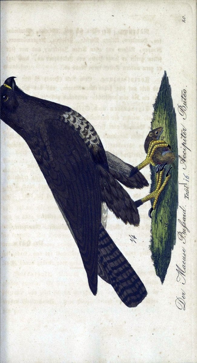Deutschlands VoÌˆgel in Abbildungen nach der Natur mit Beschreibungen /.NuÃŒË†rnberg :in de | Birds Germany "Pictorial works"  | Vintage Print Reproduction 469087