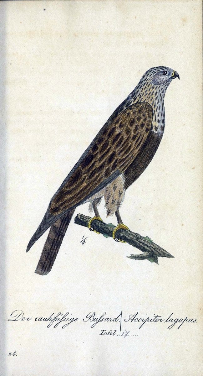 Deutschlands VoÌˆgel in Abbildungen nach der Natur mit Beschreibungen /.NuÃŒË†rnberg :in de | Birds Germany "Pictorial works"  | Vintage Print Reproduction 469088
