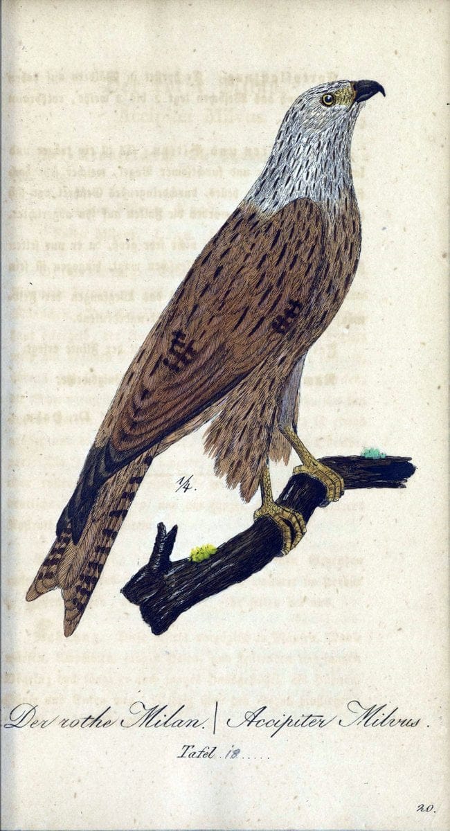 Deutschlands VoÌˆgel in Abbildungen nach der Natur mit Beschreibungen /.NuÃŒË†rnberg :in de | Birds Germany "Pictorial works"  | Vintage Print Reproduction 469089