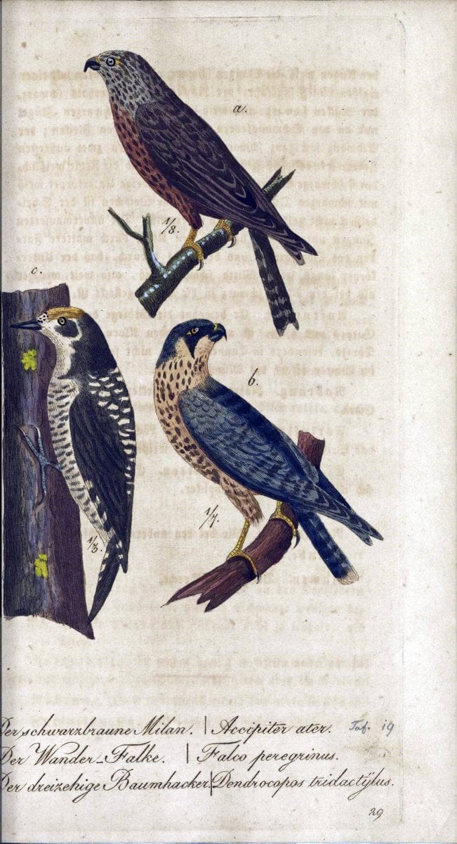 Deutschlands VoÌˆgel in Abbildungen nach der Natur mit Beschreibungen /.NuÃŒË†rnberg :in de | Birds Germany "Pictorial works"  | Vintage Print Reproduction 469090