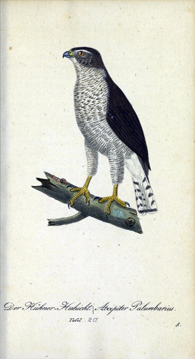 Deutschlands VoÌˆgel in Abbildungen nach der Natur mit Beschreibungen /.NuÃŒË†rnberg :in de | Birds Germany "Pictorial works"  | Vintage Print Reproduction 469091