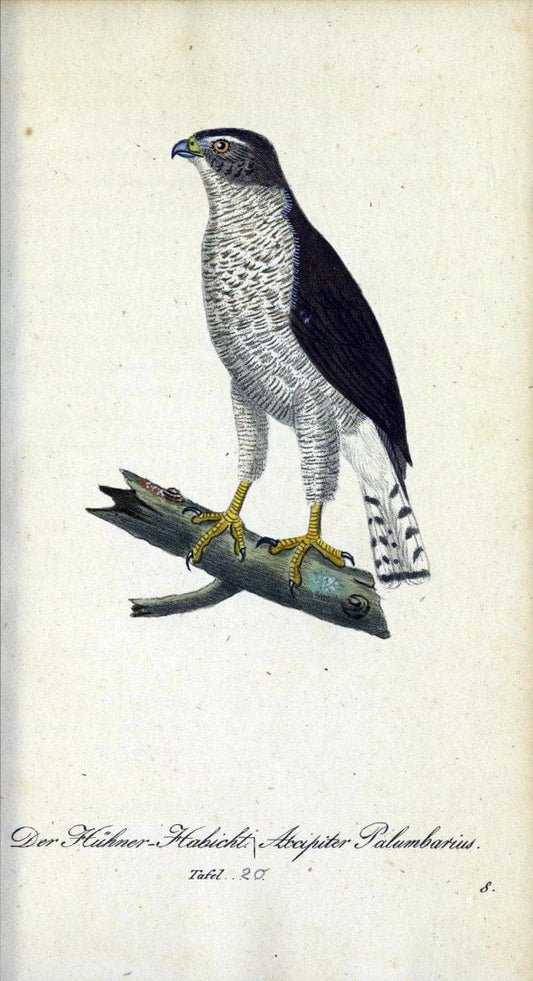 Deutschlands VoÌˆgel in Abbildungen nach der Natur mit Beschreibungen /.NuÃŒË†rnberg :in de | Birds Germany "Pictorial works"  | Vintage Print Reproduction 469091