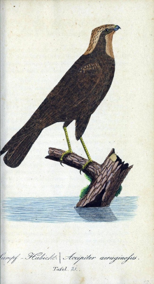 Deutschlands VoÌˆgel in Abbildungen nach der Natur mit Beschreibungen /.NuÃŒË†rnberg :in de | Birds Germany "Pictorial works"  | Vintage Print Reproduction 469092