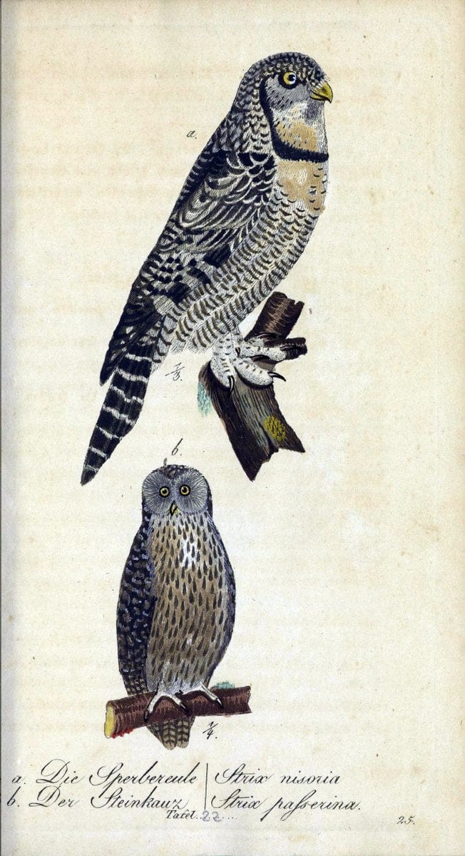 Deutschlands VoÌˆgel in Abbildungen nach der Natur mit Beschreibungen /.NuÃŒË†rnberg :in de | Birds Germany "Pictorial works"  | Vintage Print Reproduction 469093