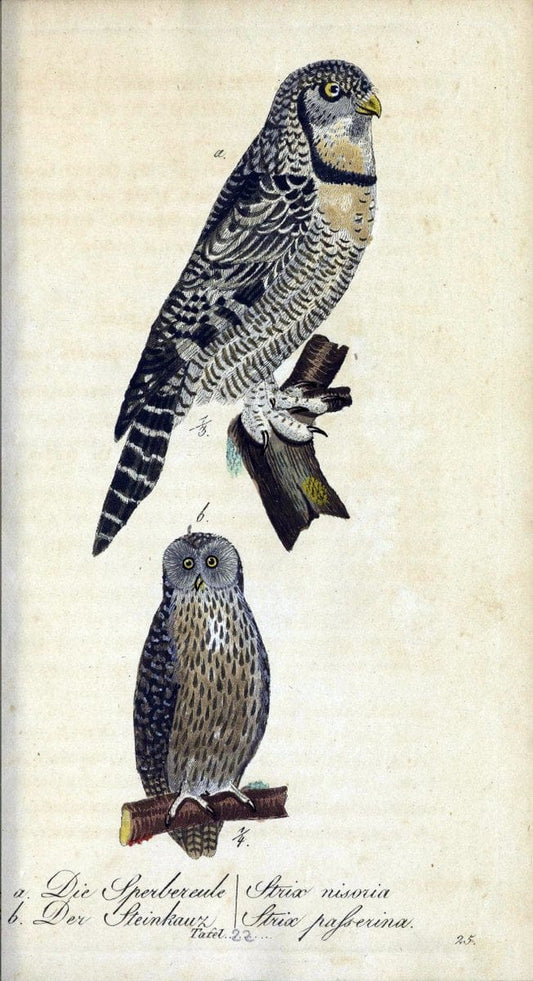 Deutschlands VoÌˆgel in Abbildungen nach der Natur mit Beschreibungen /.NuÃŒË†rnberg :in de | Birds Germany "Pictorial works"  | Vintage Print Reproduction 469093