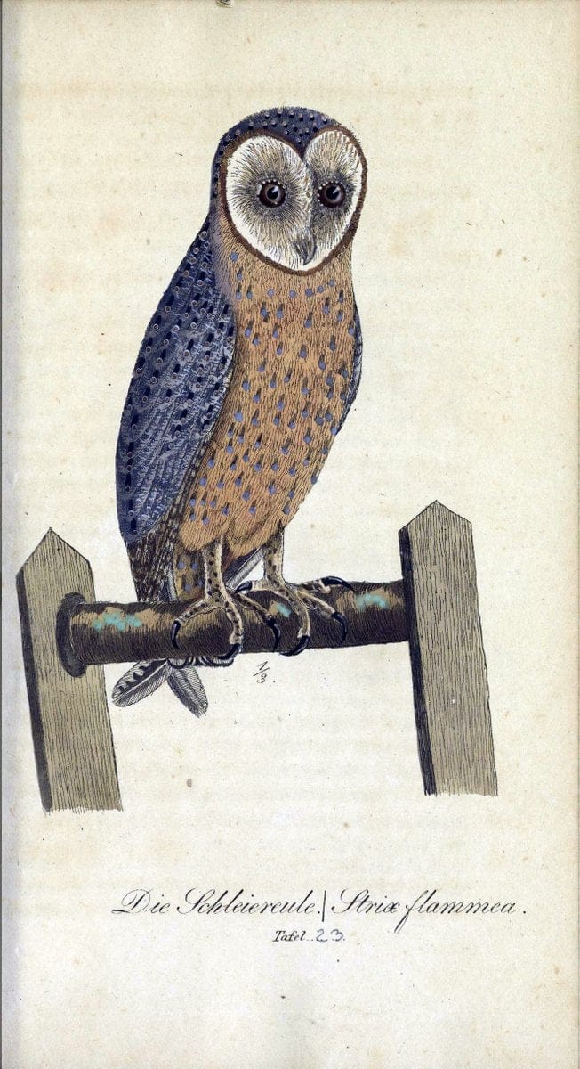 Deutschlands VoÌˆgel in Abbildungen nach der Natur mit Beschreibungen /.NuÃŒË†rnberg :in de | Birds Germany "Pictorial works"  | Vintage Print Reproduction 469094