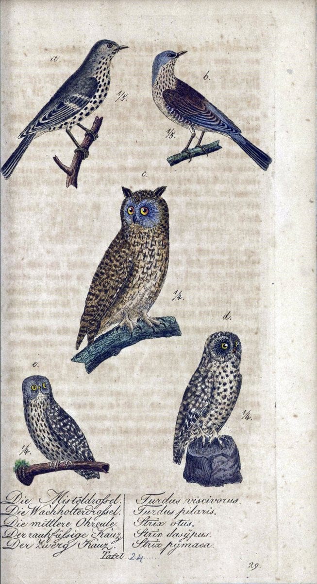 Deutschlands VoÌˆgel in Abbildungen nach der Natur mit Beschreibungen /.NuÃŒË†rnberg :in de | Birds Germany "Pictorial works"  | Vintage Print Reproduction 469095