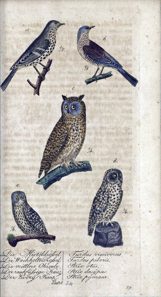 Deutschlands VoÌˆgel in Abbildungen nach der Natur mit Beschreibungen /.NuÃŒË†rnberg :in de | Birds Germany "Pictorial works"  | Vintage Print Reproduction 469095