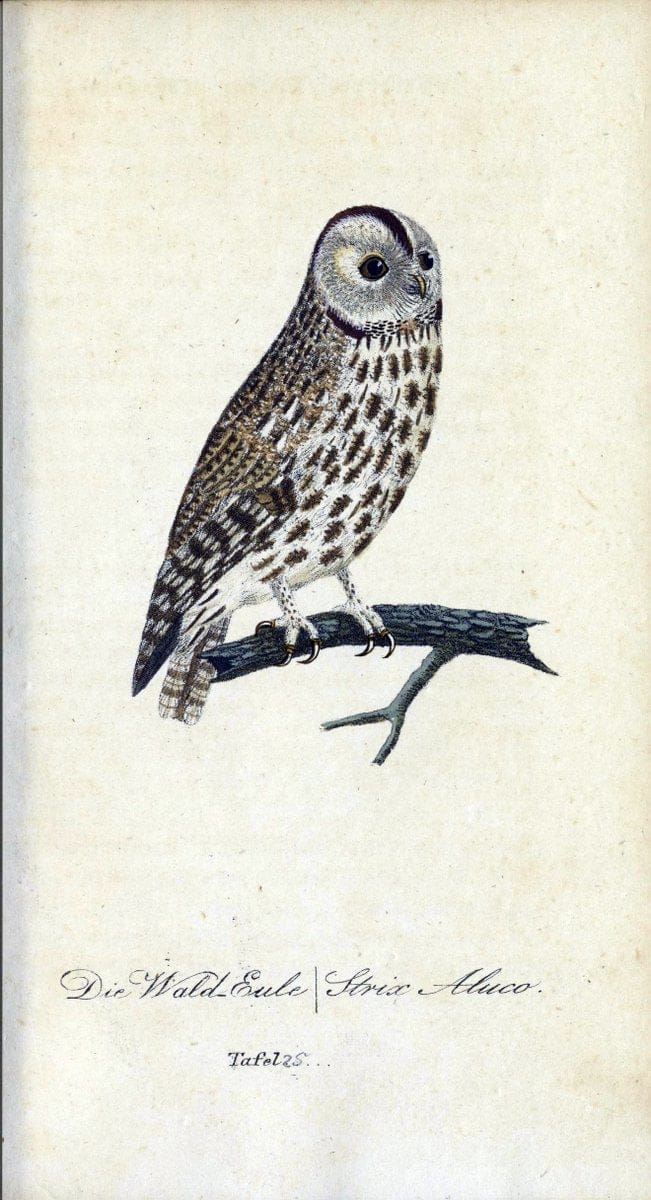 Deutschlands VoÌˆgel in Abbildungen nach der Natur mit Beschreibungen /.NuÃŒË†rnberg :in de | Birds Germany "Pictorial works"  | Vintage Print Reproduction 469096