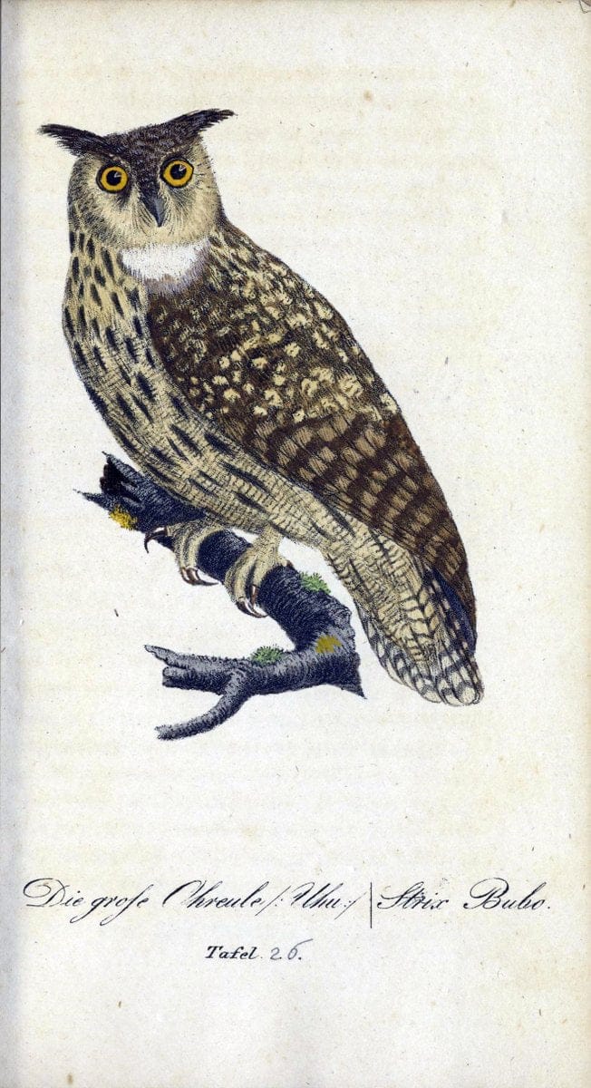 Deutschlands VoÌˆgel in Abbildungen nach der Natur mit Beschreibungen /.NuÃŒË†rnberg :in de | Birds Germany "Pictorial works"  | Vintage Print Reproduction 469097
