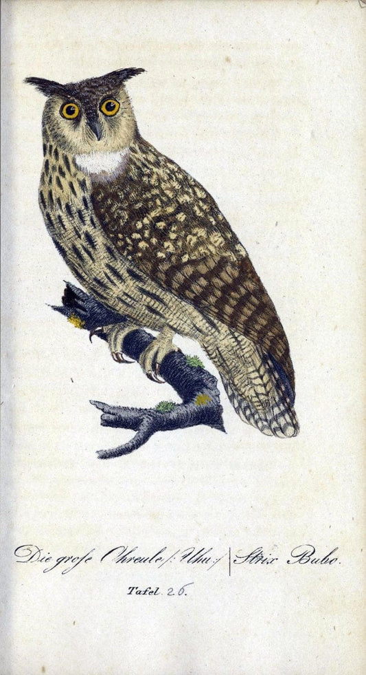 Deutschlands VoÌˆgel in Abbildungen nach der Natur mit Beschreibungen /.NuÃŒË†rnberg :in de | Birds Germany "Pictorial works"  | Vintage Print Reproduction 469097