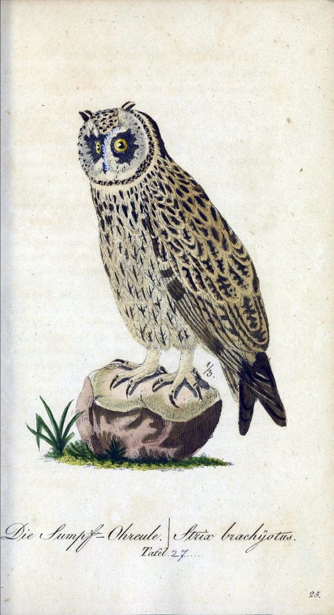 Deutschlands VoÌˆgel in Abbildungen nach der Natur mit Beschreibungen /.NuÃŒË†rnberg :in de | Birds Germany "Pictorial works"  | Vintage Print Reproduction 469098