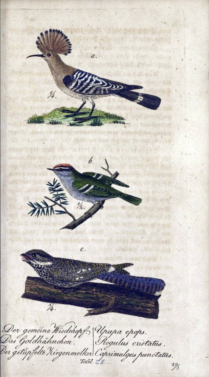 Deutschlands VoÌˆgel in Abbildungen nach der Natur mit Beschreibungen /.NuÃŒË†rnberg :in de | Birds Germany "Pictorial works"  | Vintage Print Reproduction 469099