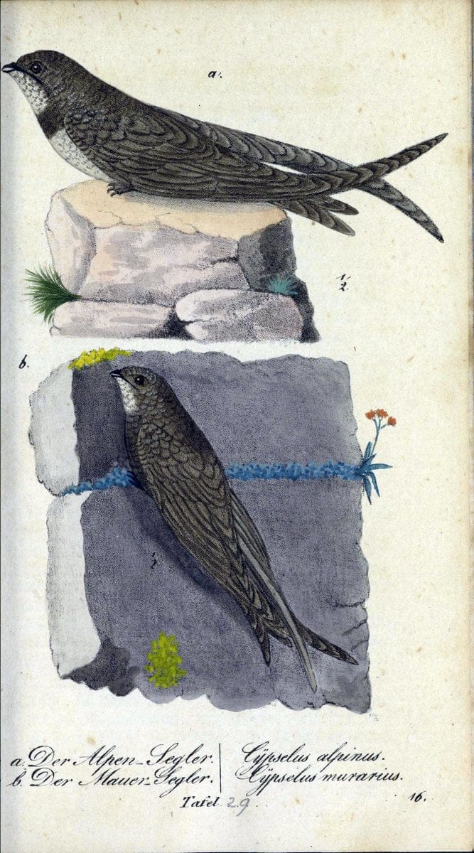 Deutschlands VoÌˆgel in Abbildungen nach der Natur mit Beschreibungen /.NuÃŒË†rnberg :in de | Birds Germany "Pictorial works"  | Vintage Print Reproduction 469100