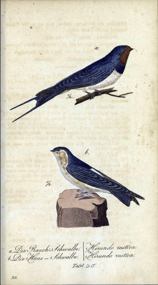 Deutschlands VoÌˆgel in Abbildungen nach der Natur mit Beschreibungen /.NuÃŒË†rnberg :in de | Birds Germany "Pictorial works"  | Vintage Print Reproduction 469101