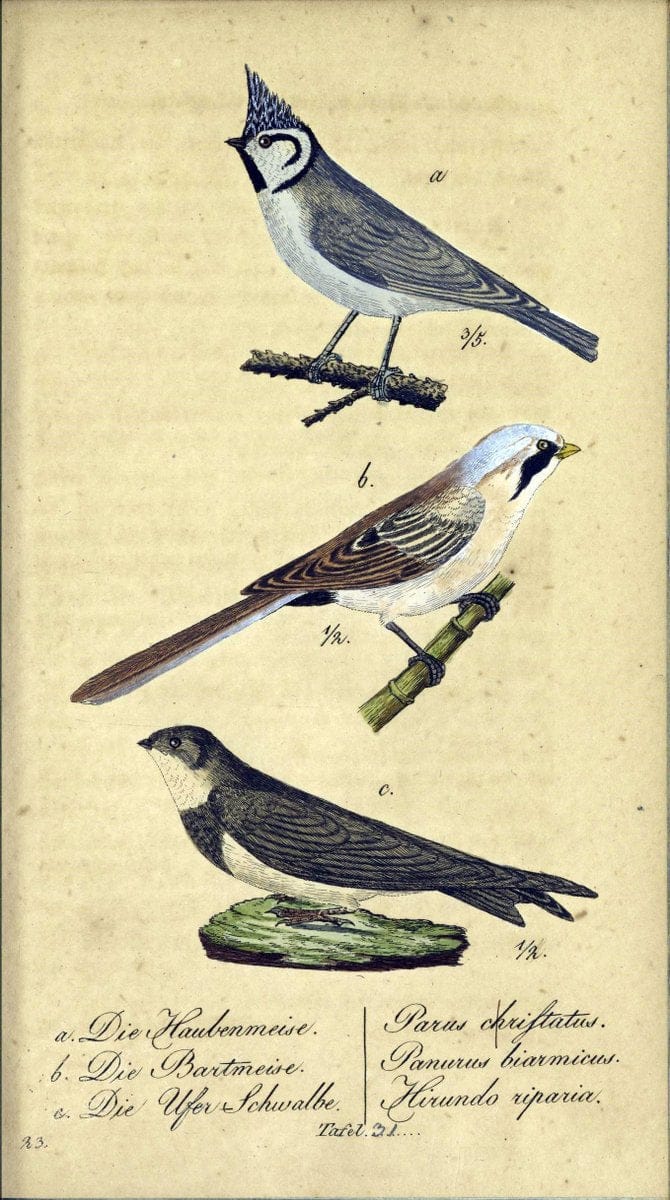Deutschlands VoÌˆgel in Abbildungen nach der Natur mit Beschreibungen /.NuÃŒË†rnberg :in de | Birds Germany "Pictorial works"  | Vintage Print Reproduction 469102