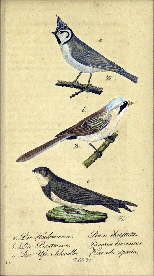 Deutschlands VoÌˆgel in Abbildungen nach der Natur mit Beschreibungen /.NuÃŒË†rnberg :in de | Birds Germany "Pictorial works"  | Vintage Print Reproduction 469102