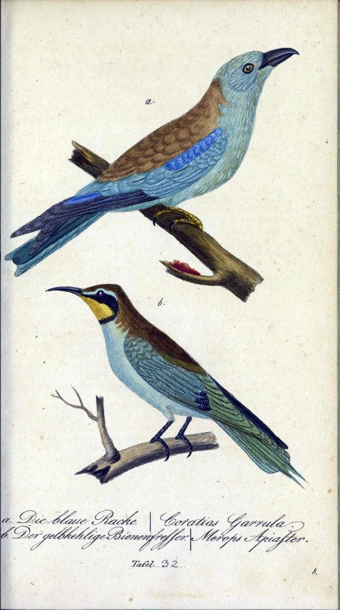 Deutschlands VoÌˆgel in Abbildungen nach der Natur mit Beschreibungen /.NuÃŒË†rnberg :in de | Birds Germany "Pictorial works"  | Vintage Print Reproduction 469103