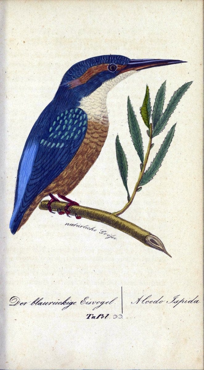 Deutschlands VoÌˆgel in Abbildungen nach der Natur mit Beschreibungen /.NuÃŒË†rnberg :in de | Birds Germany "Pictorial works"  | Vintage Print Reproduction 469104