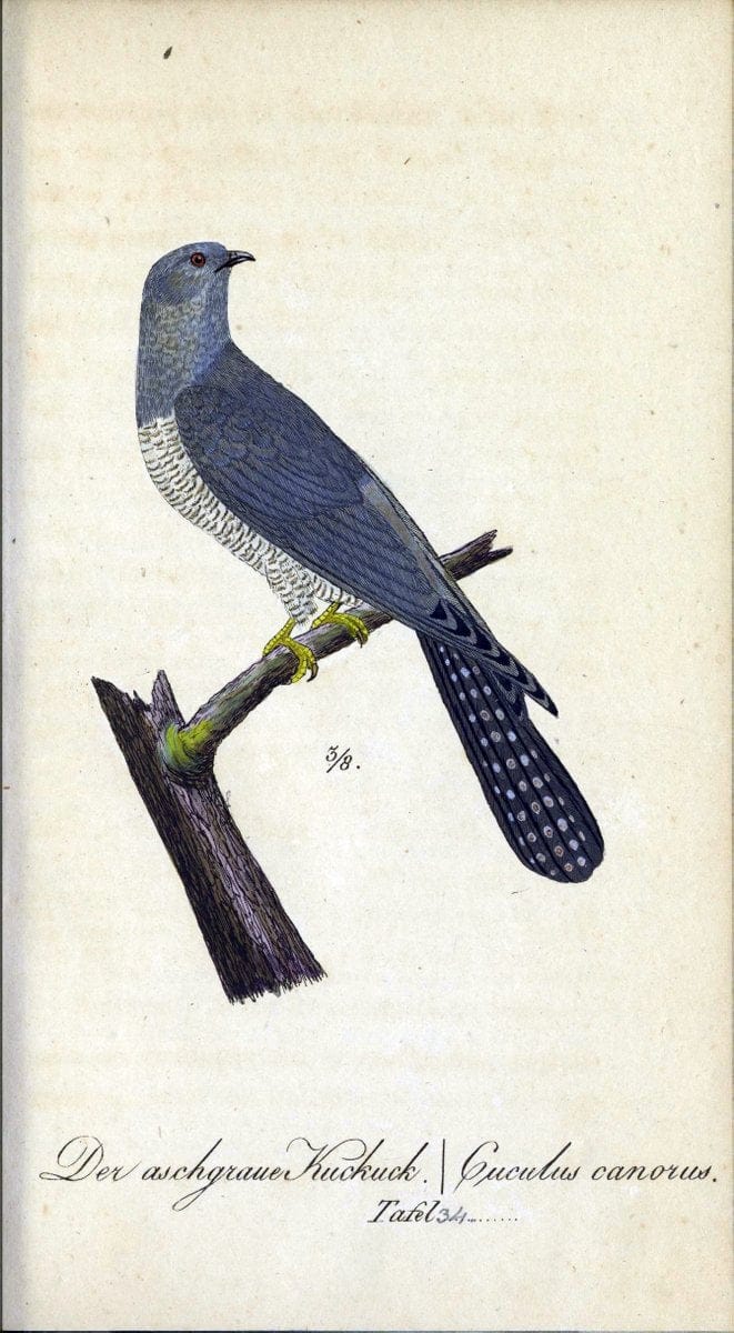 Deutschlands VoÌˆgel in Abbildungen nach der Natur mit Beschreibungen /.NuÃŒË†rnberg :in de | Birds Germany "Pictorial works"  | Vintage Print Reproduction 469105