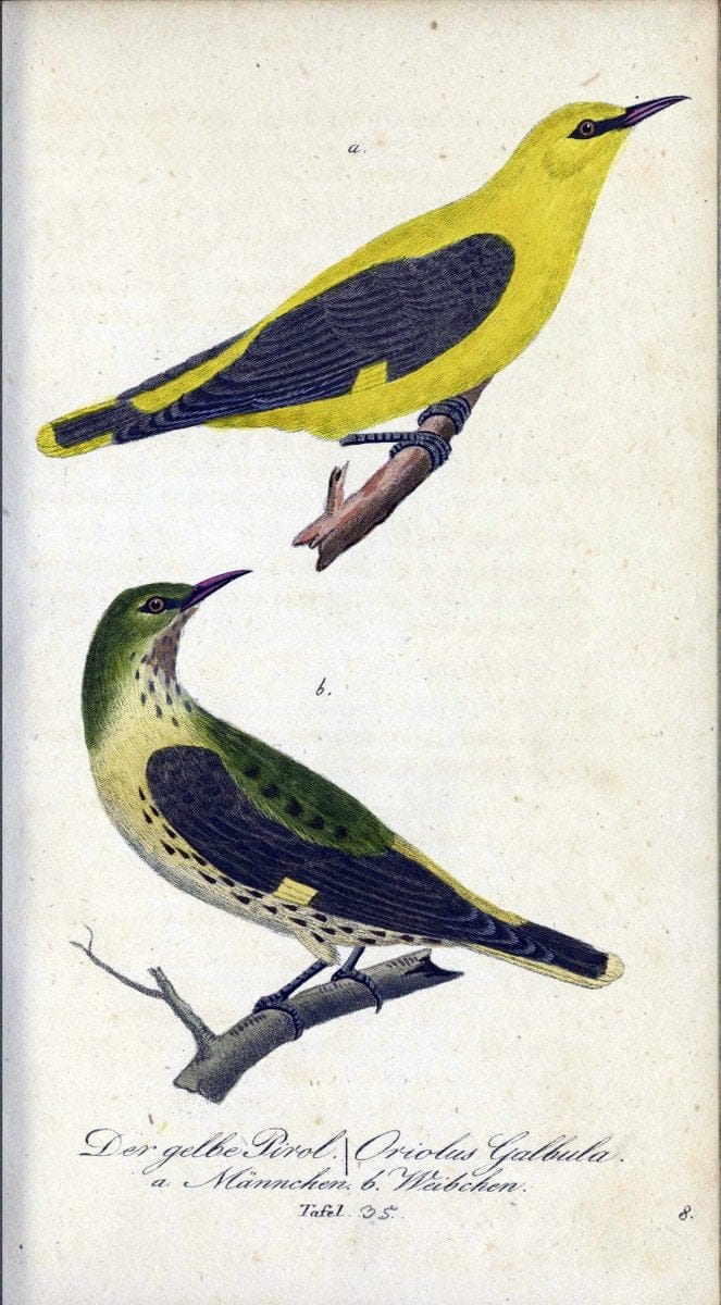 Deutschlands VoÌˆgel in Abbildungen nach der Natur mit Beschreibungen /.NuÃŒË†rnberg :in de | Birds Germany "Pictorial works"  | Vintage Print Reproduction 469106