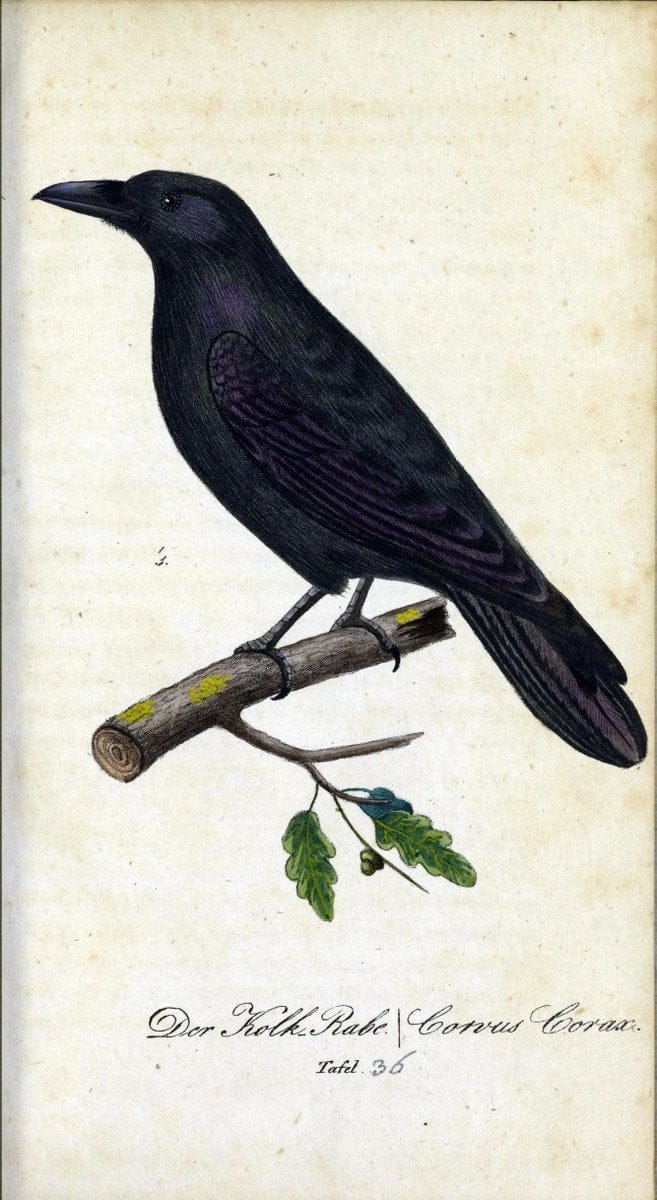 Deutschlands VoÌˆgel in Abbildungen nach der Natur mit Beschreibungen /.NuÃŒË†rnberg :in de | Birds Germany "Pictorial works"  | Vintage Print Reproduction 469107