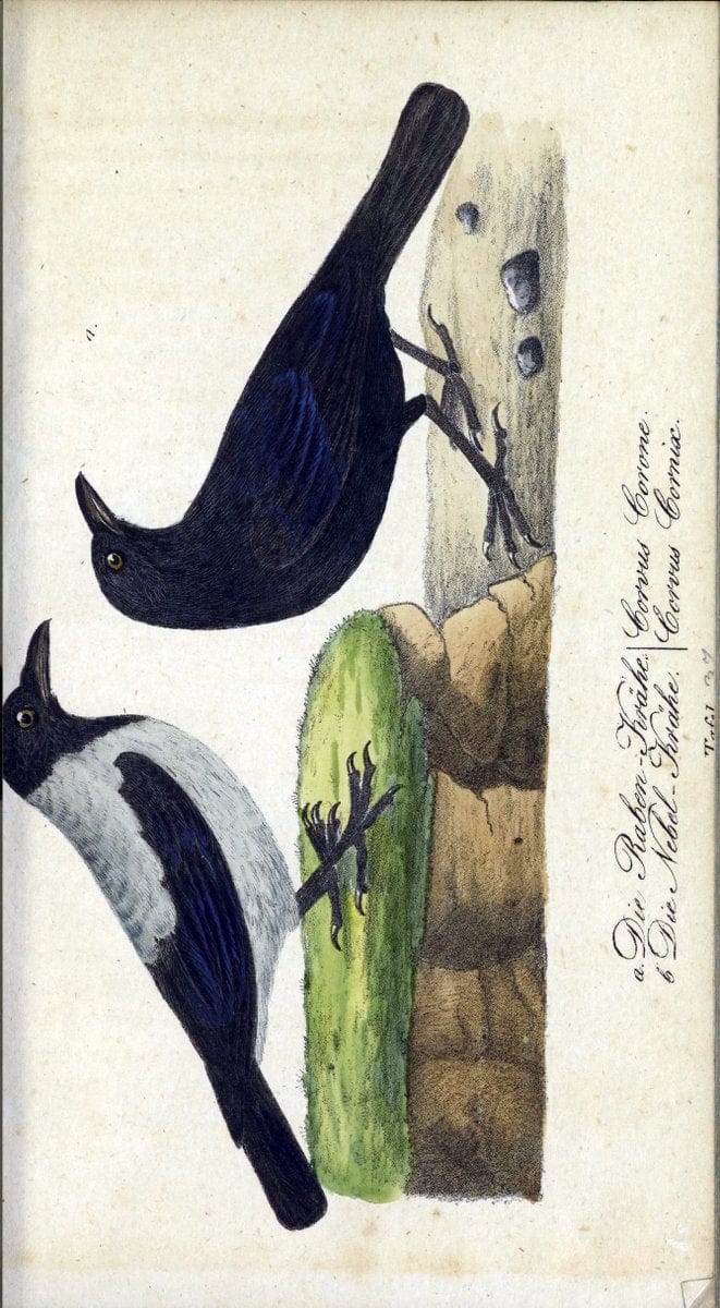 Deutschlands VoÌˆgel in Abbildungen nach der Natur mit Beschreibungen /.NuÃŒË†rnberg :in de | Birds Germany "Pictorial works"  | Vintage Print Reproduction 469108