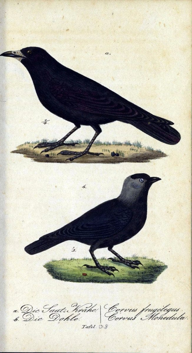 Deutschlands VoÌˆgel in Abbildungen nach der Natur mit Beschreibungen /.NuÃŒË†rnberg :in de | Birds Germany "Pictorial works"  | Vintage Print Reproduction 469109