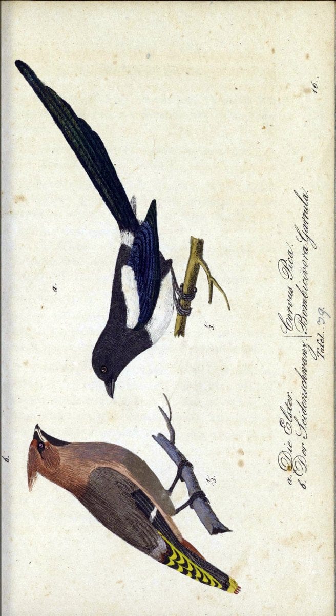 Deutschlands VoÌˆgel in Abbildungen nach der Natur mit Beschreibungen /.NuÃŒË†rnberg :in de | Birds Germany "Pictorial works"  | Vintage Print Reproduction 469110