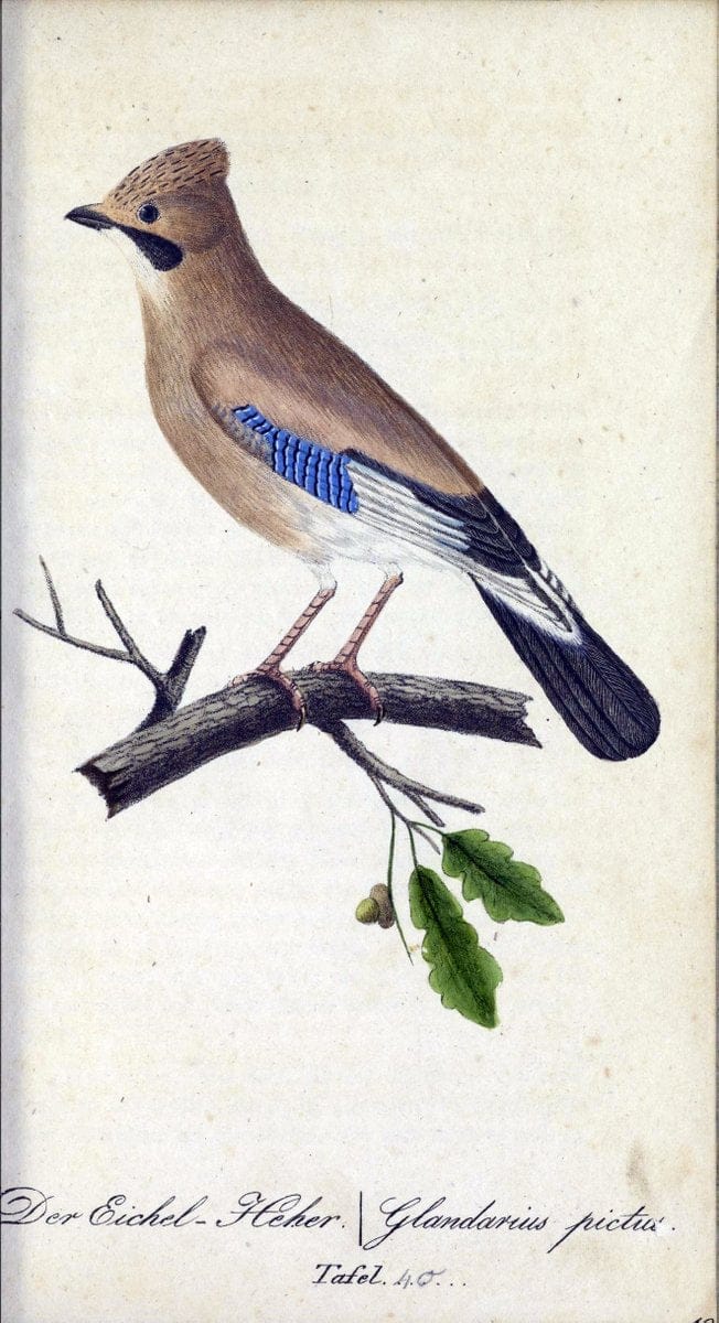 Deutschlands VoÌˆgel in Abbildungen nach der Natur mit Beschreibungen /.NuÃŒË†rnberg :in de | Birds Germany "Pictorial works"  | Vintage Print Reproduction 469111