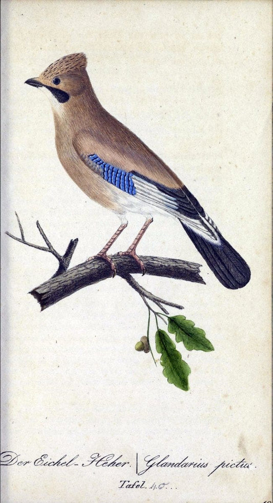 Deutschlands VoÌˆgel in Abbildungen nach der Natur mit Beschreibungen /.NuÃŒË†rnberg :in de | Birds Germany "Pictorial works"  | Vintage Print Reproduction 469111