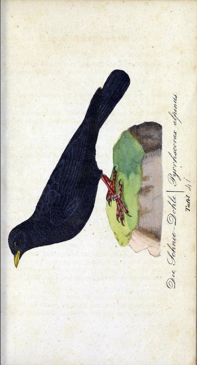 Deutschlands VoÌˆgel in Abbildungen nach der Natur mit Beschreibungen /.NuÃŒË†rnberg :in de | Birds Germany "Pictorial works"  | Vintage Print Reproduction 469112