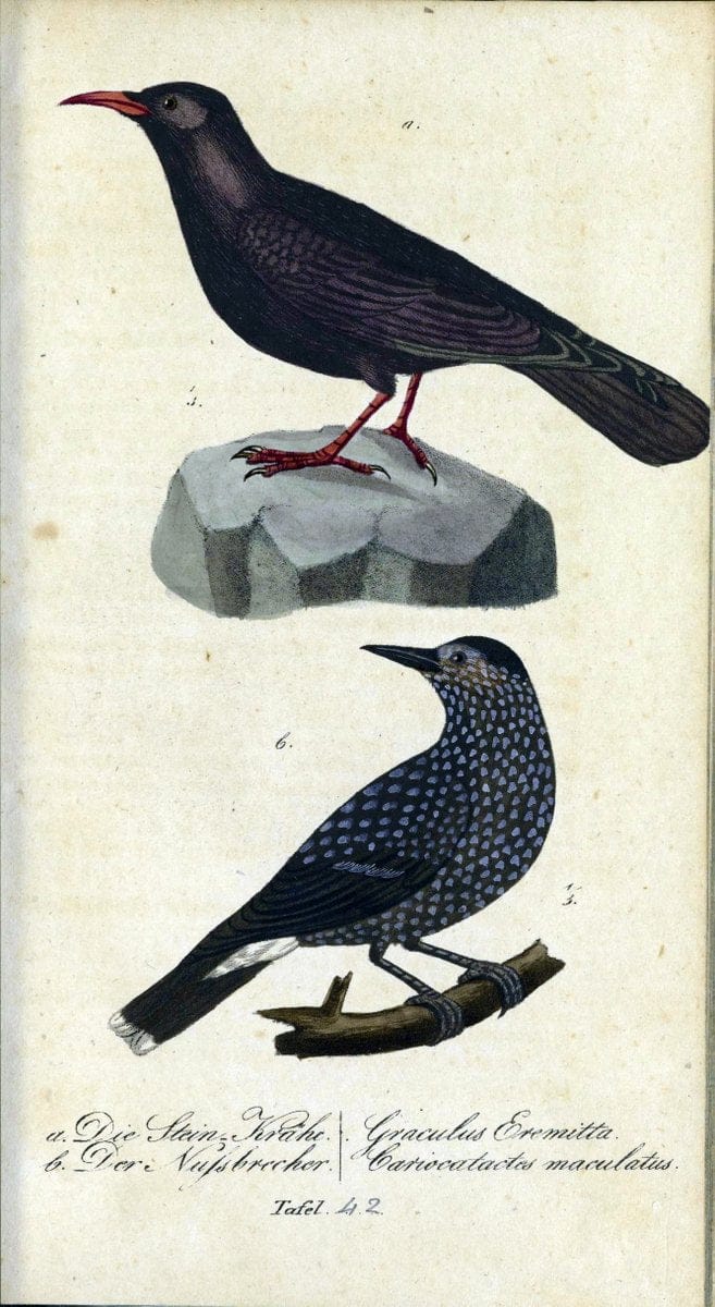 Deutschlands VoÌˆgel in Abbildungen nach der Natur mit Beschreibungen /.NuÃŒË†rnberg :in de | Birds Germany "Pictorial works"  | Vintage Print Reproduction 469113