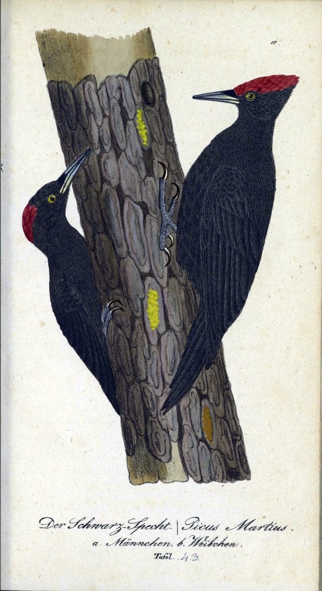Deutschlands VoÌˆgel in Abbildungen nach der Natur mit Beschreibungen /.NuÃŒË†rnberg :in de | Birds Germany "Pictorial works"  | Vintage Print Reproduction 469114