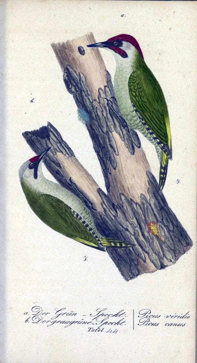 Deutschlands VoÌˆgel in Abbildungen nach der Natur mit Beschreibungen /.NuÃŒË†rnberg :in de | Birds Germany "Pictorial works"  | Vintage Print Reproduction 469115